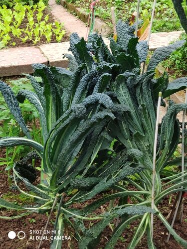 Brassica oleracea palmifolia