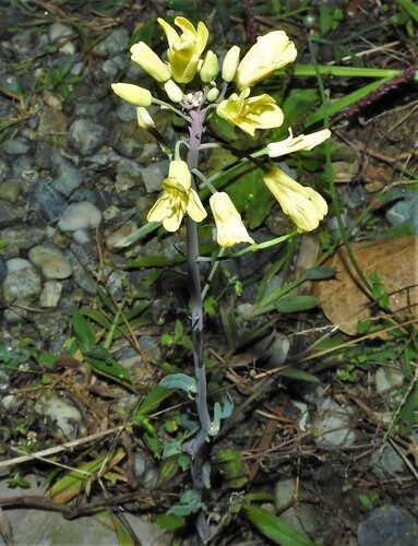 Brassica oleracea sabellica (Curly Kale) — photo