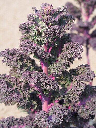 Brassica oleracea sabellica (Curly Kale) — photo