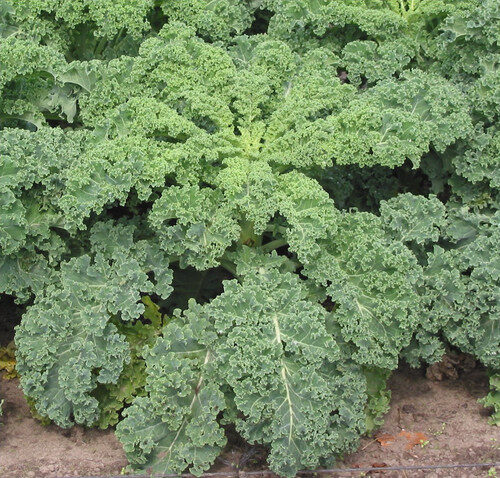 Brassica oleracea sabellica