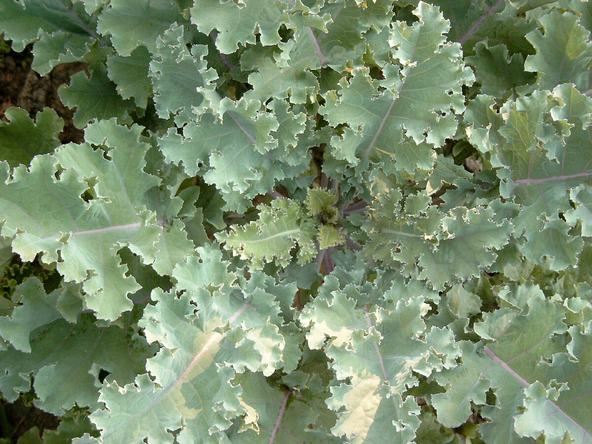 Brassica oleracea