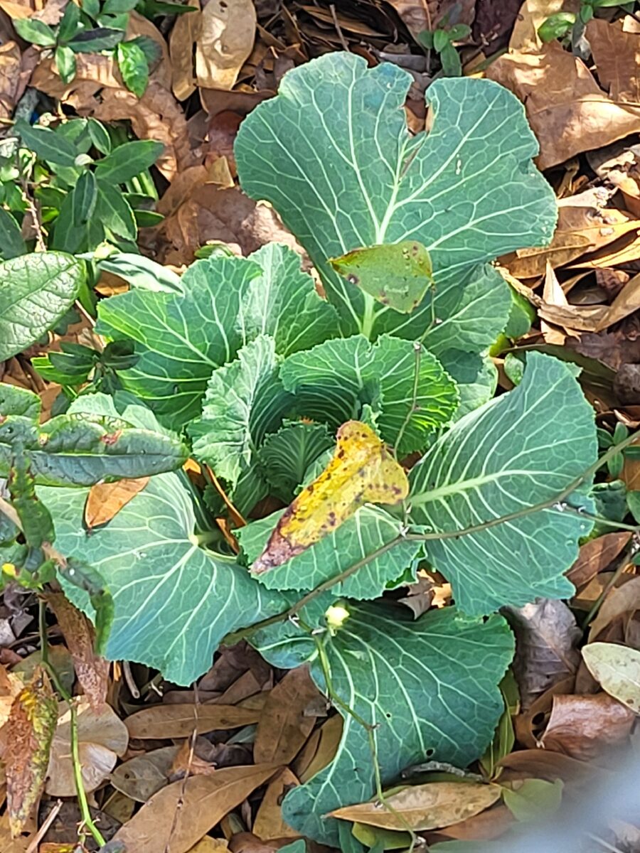 Brassica oleracea var. acephala (Kale) — photo