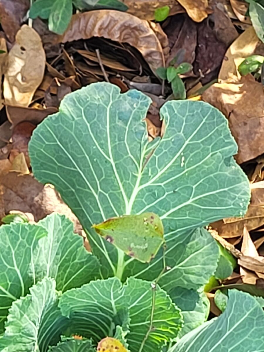Brassica oleracea var. acephala (Kale) — photo