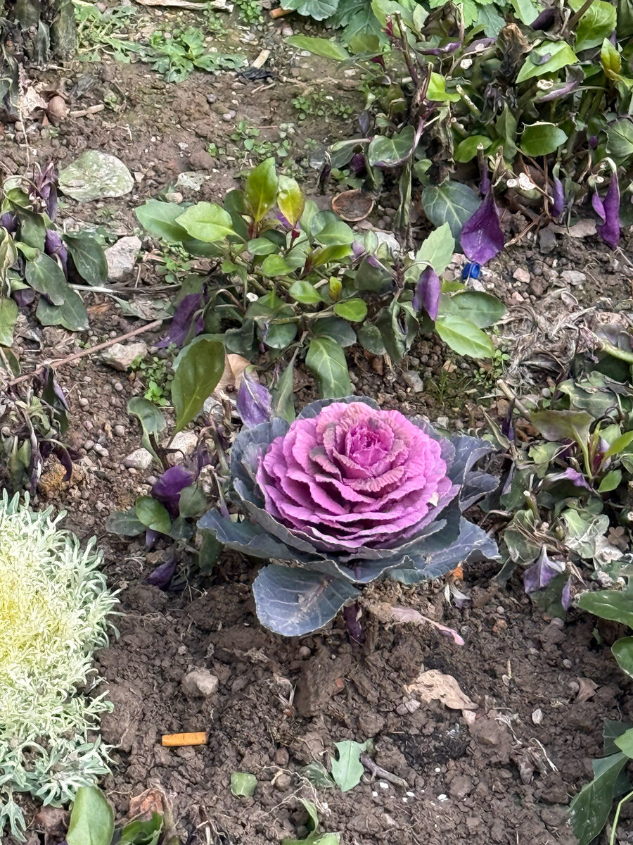 Brassica oleracea var. acephala