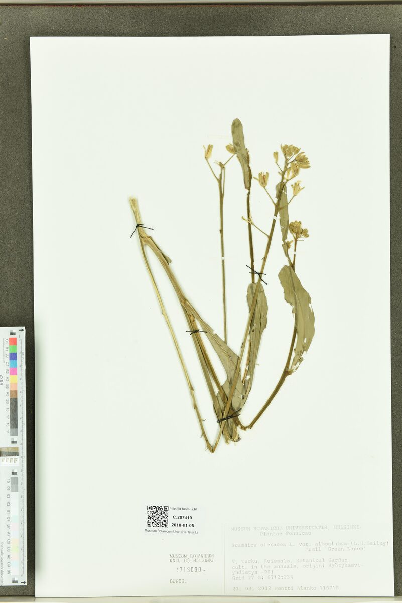 Brassica oleracea var. alboglabra