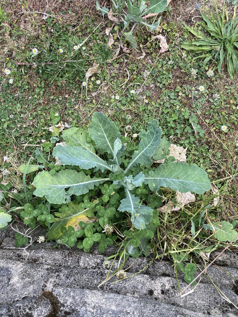 Brassica oleracea var. botrytis var. (Broccoli Romanesco) — photo