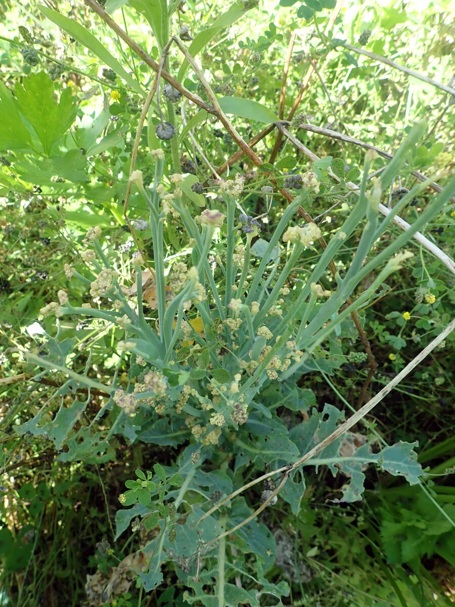 Brassica oleracea var. botrytis var.