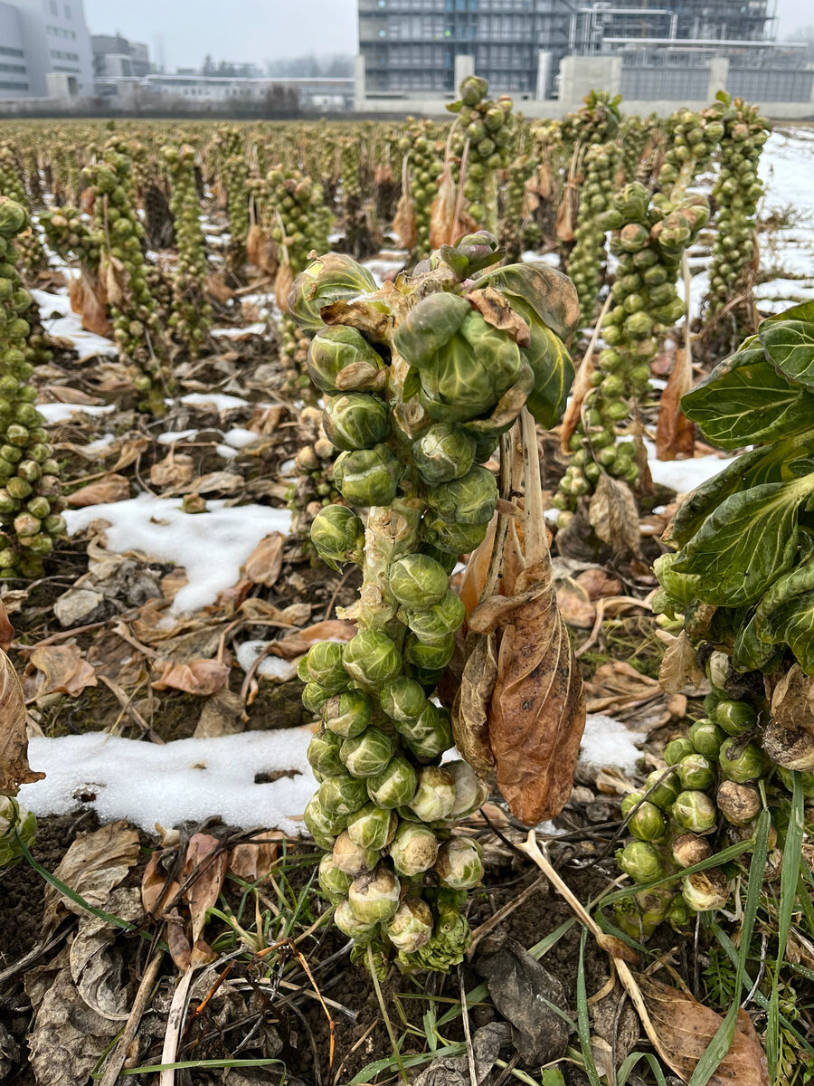 Brassica oleracea var. gemmifera (Brussels sprouts) — photo