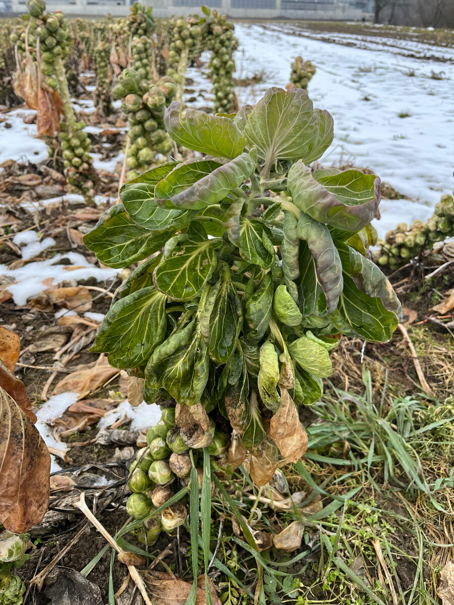 Brassica oleracea var. gemmifera (Brussels sprouts) — photo