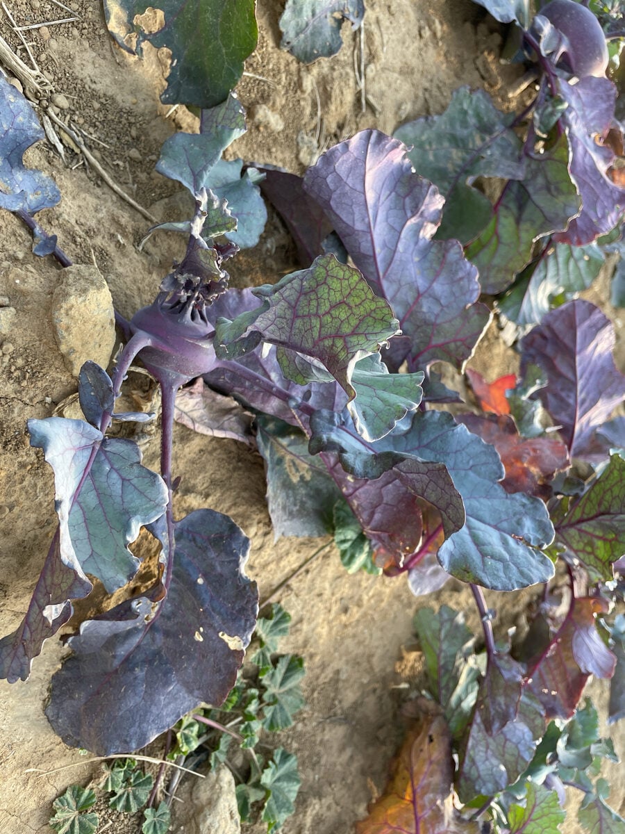Brassica oleracea var. gongylodes (Kohl rabi) — photo