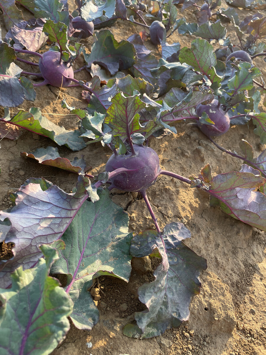 Brassica oleracea var. gongylodes (Kohl rabi) — photo