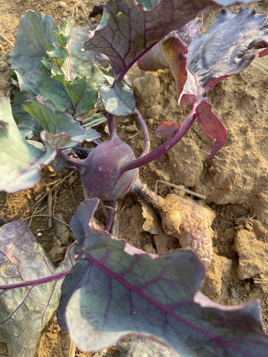 Brassica oleracea var. gongylodes