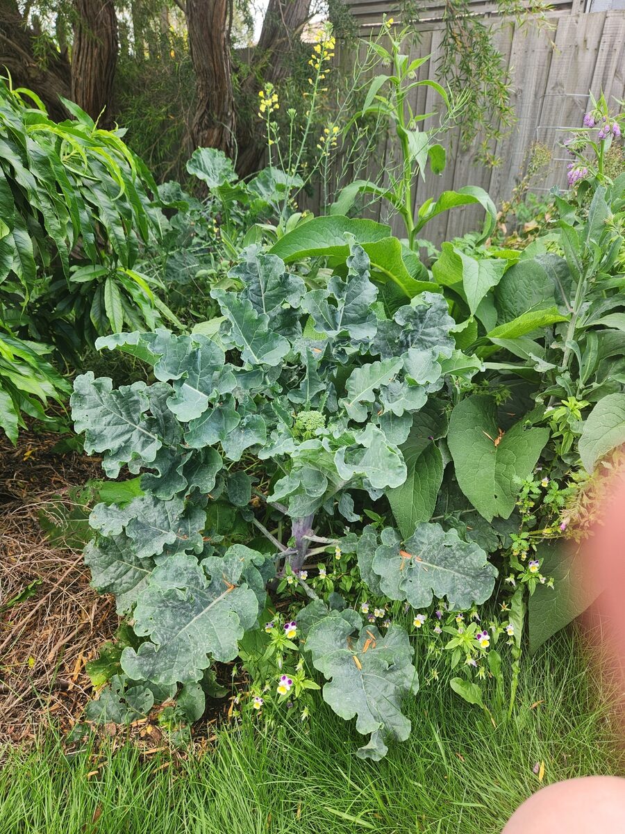 Brassica oleracea var. italica (Broccoli) — photo