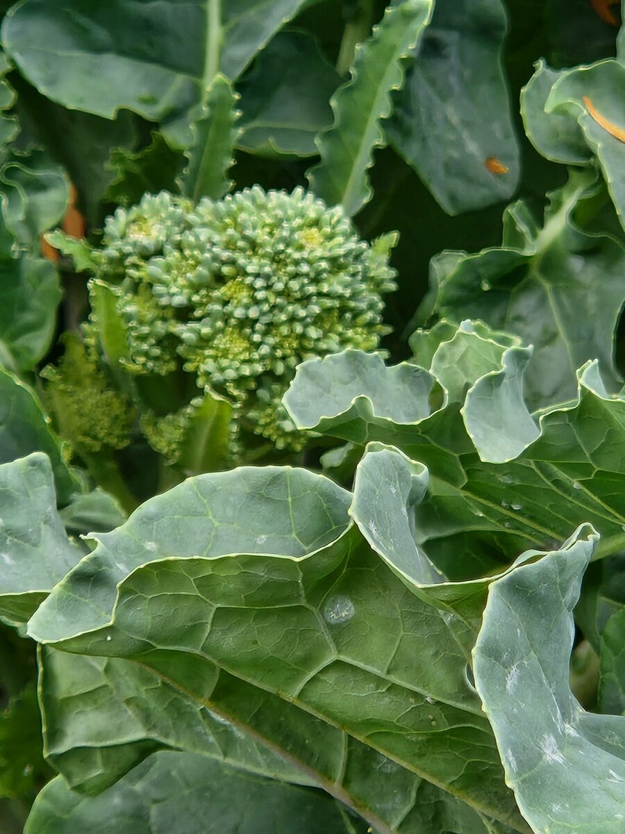 Brassica oleracea var. italica (Broccoli) — photo