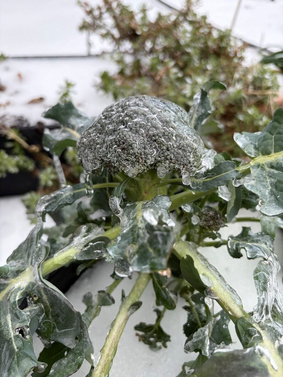 Brassica oleracea var. italica