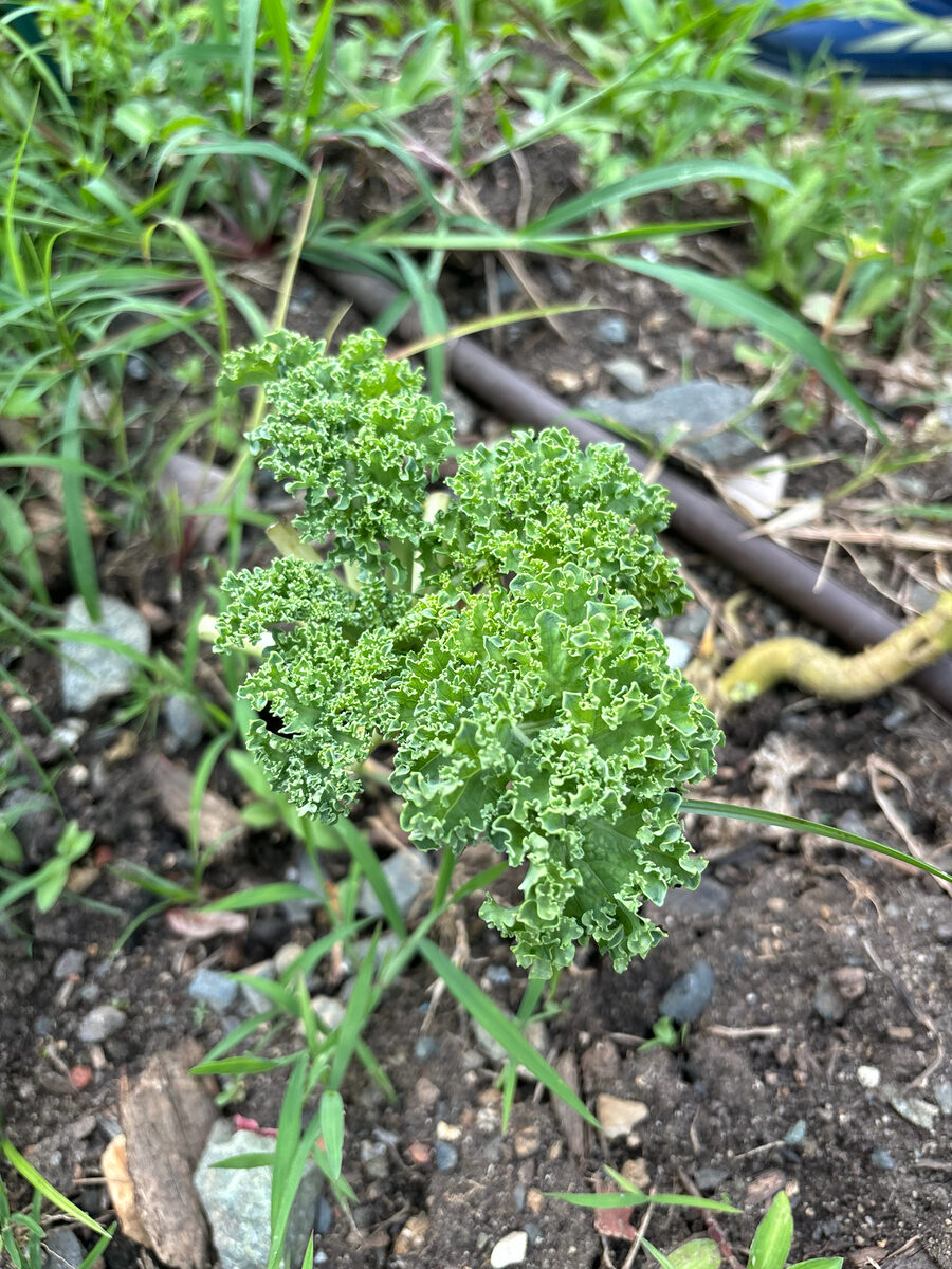 Brassica oleracea var. sabellica (Borecole) — photo