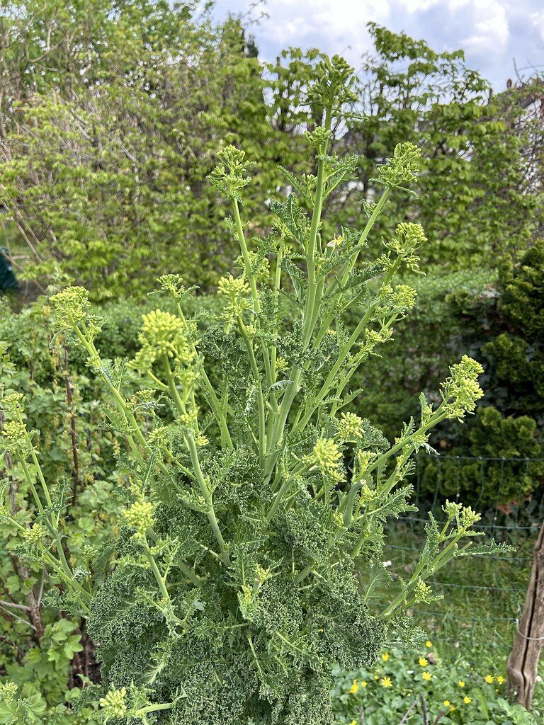 Brassica oleracea var. sabellica (Borecole) — photo