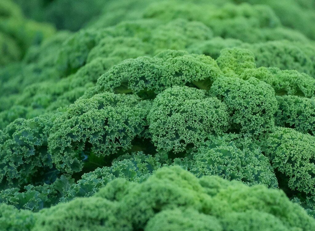 Brassica oleracea var. sabellica
