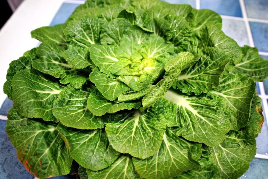 Brassica rapa (Wild turnip) — photo
