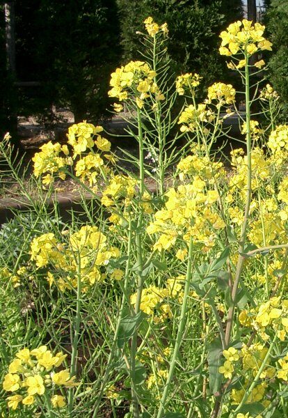 Brassica rapa (Wild turnip) — photo
