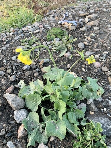 Brassica rapa campestris (Wild Turnip) — photo