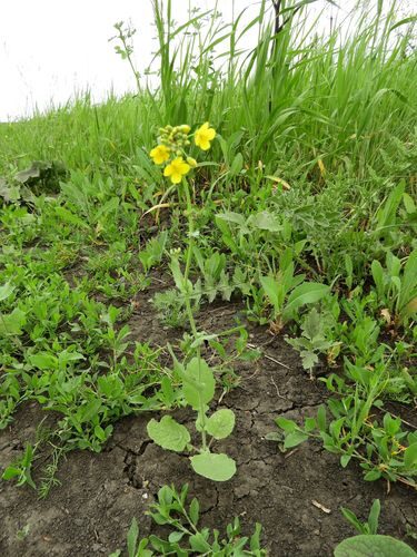 Brassica rapa campestris (Wild Turnip) — photo