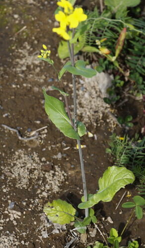 Brassica rapa campestris