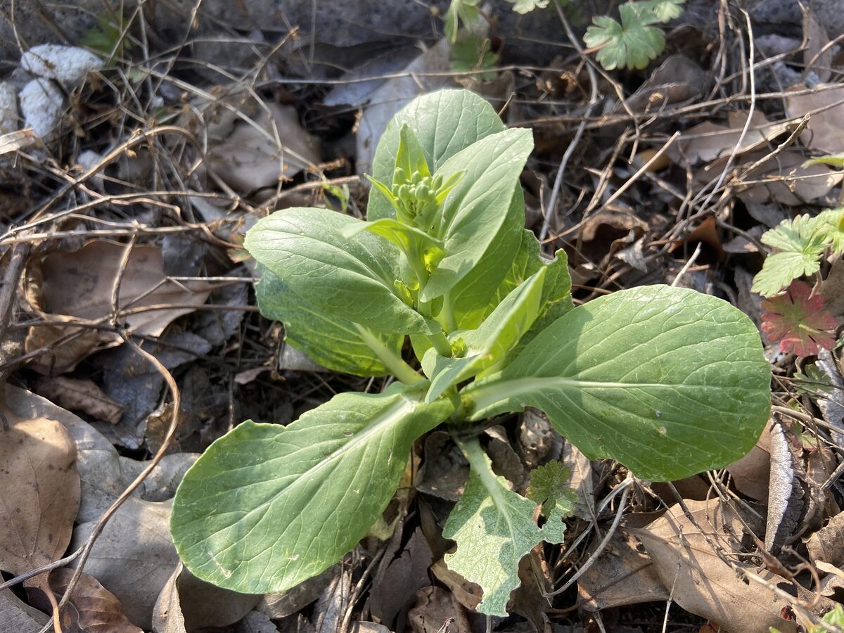 Brassica rapa chinensis - (L.)Hanelt.