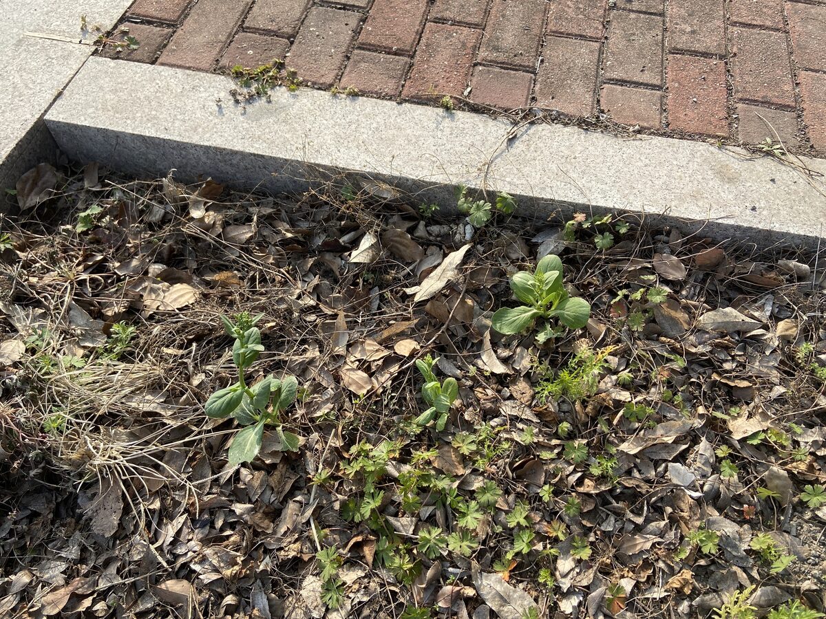 Brassica rapa chinensis - (L.)Hanelt. (Pak Choi) — photo