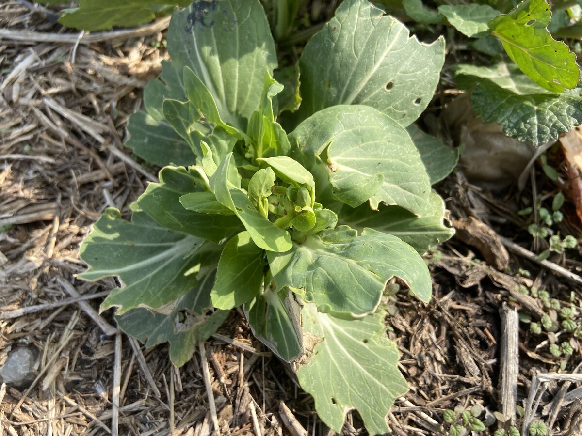 Brassica rapa chinensis - (L.)Hanelt. (Pak Choi) — photo