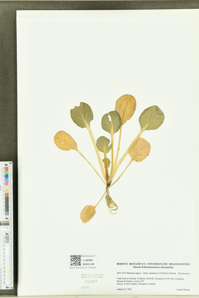 Brassica rapa narinosa - (L.H.Bailey.)Hanelt.