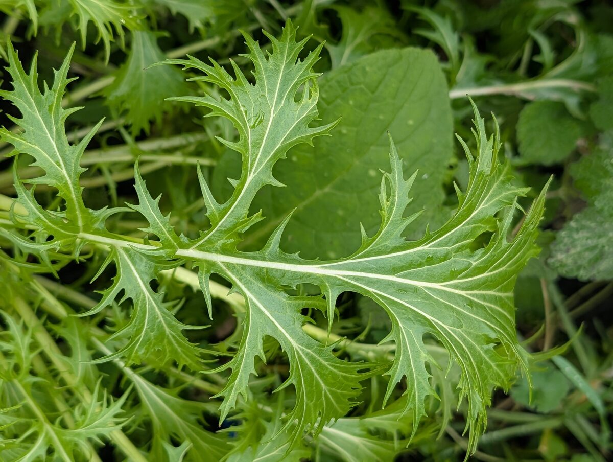 Brassica rapa nipposinica - (L.H.Bailey.)Hanelt.