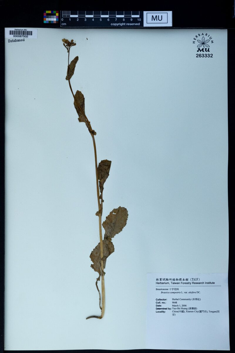 Brassica rapa oleifera - (DC.)Metzg.