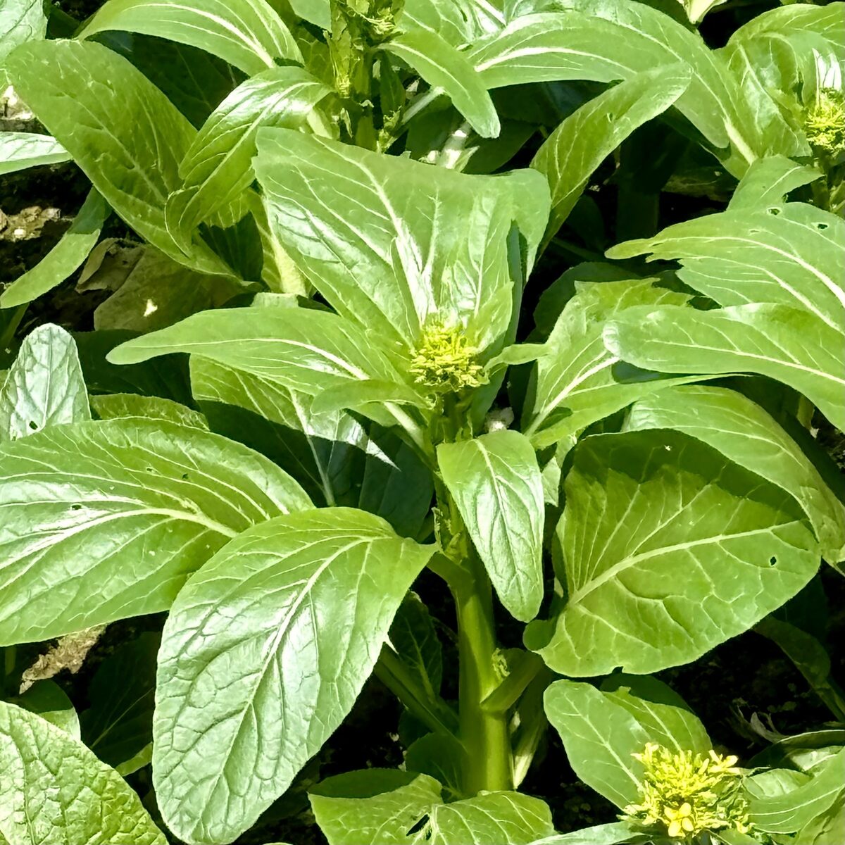 Brassica rapa parachinensis - (L.H.Bailey.)Hanelt.