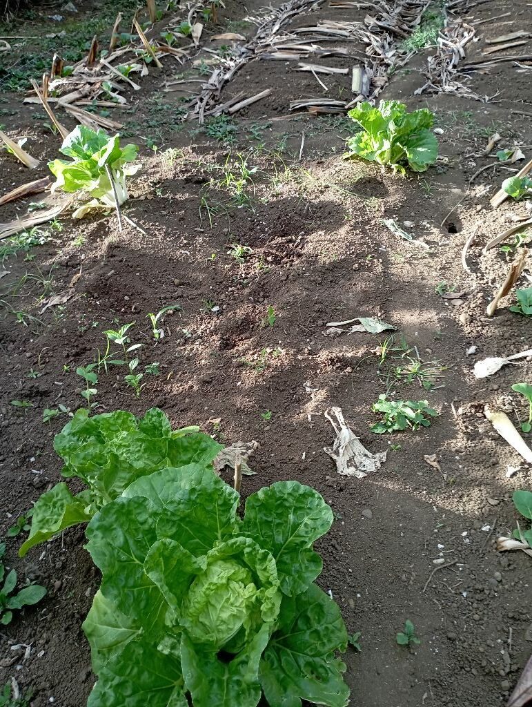 Brassica rapa pekinensis - (Lour.)Hanelt. (Chinese Cabbage) — photo