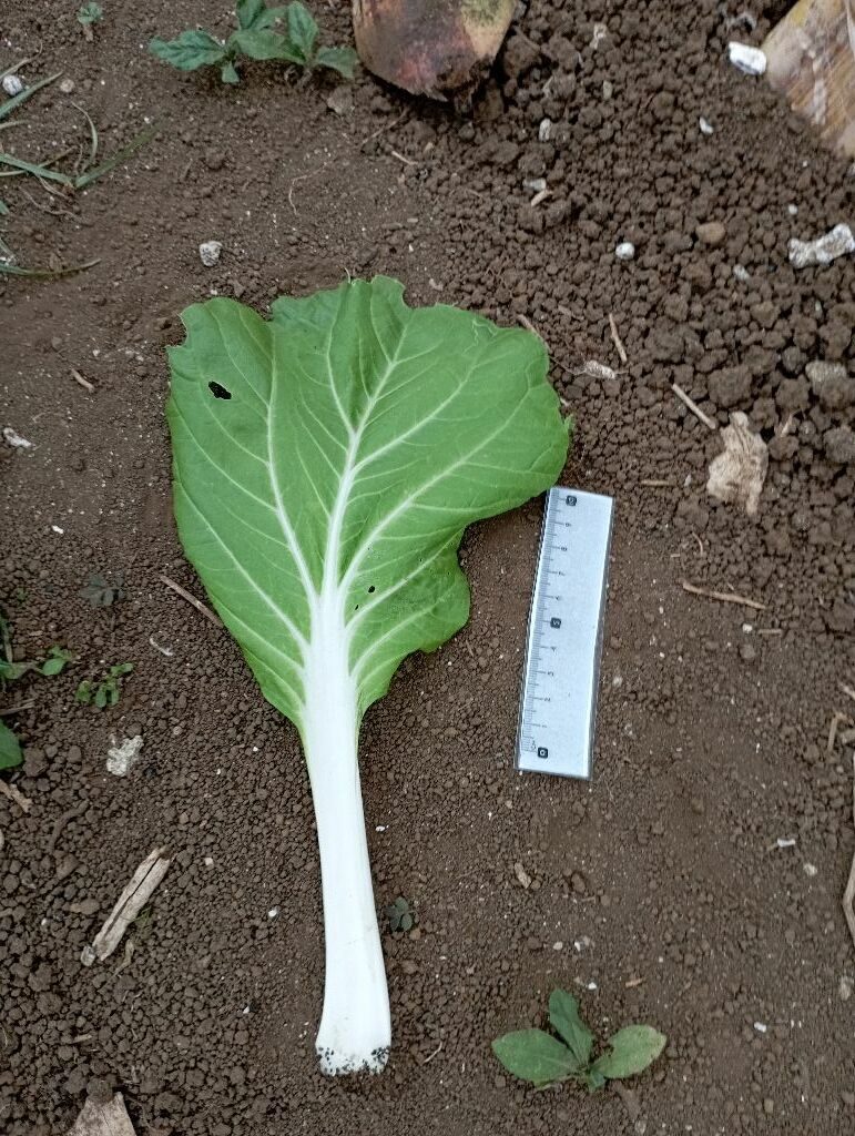 Brassica rapa pekinensis - (Lour.)Hanelt.