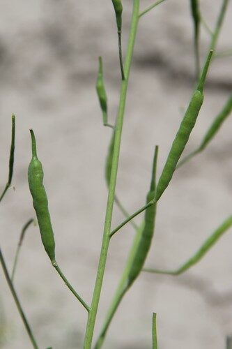 Brassica rapa perviridis (Mustard Spinach) — photo