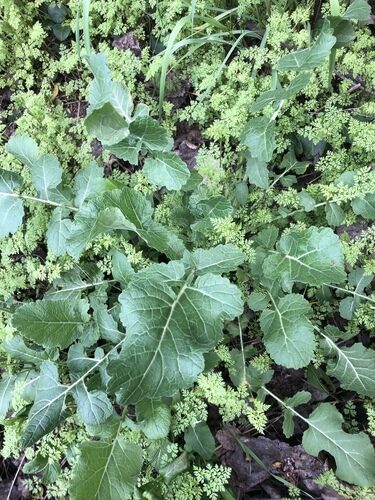 Brassica rapa perviridis (Mustard Spinach) — photo