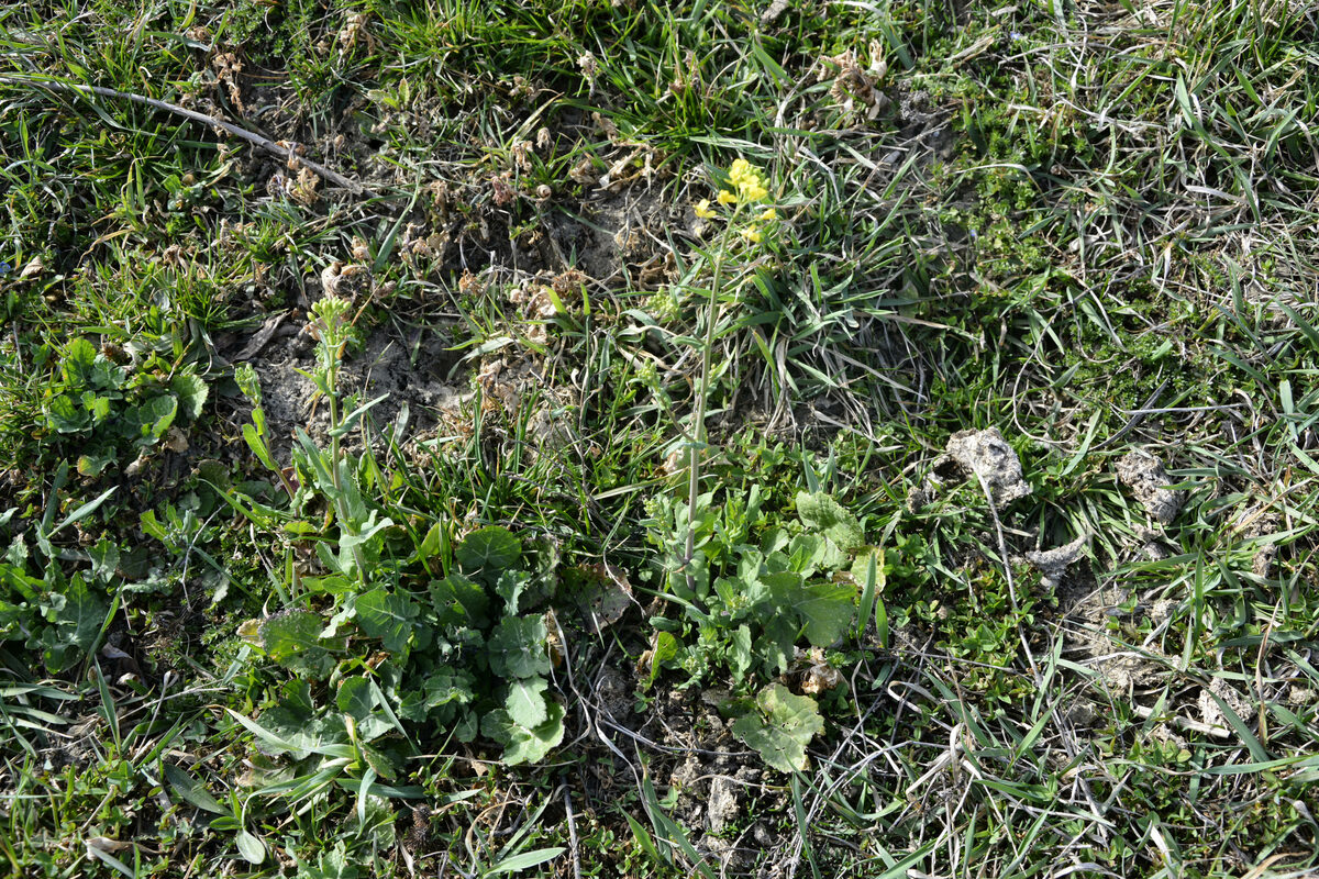 Brassica rapa subsp. campestris (Wild turnip) — photo