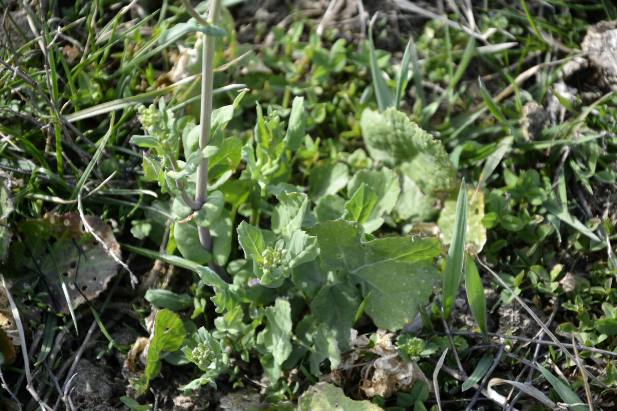 Brassica rapa subsp. campestris (Wild turnip) — photo