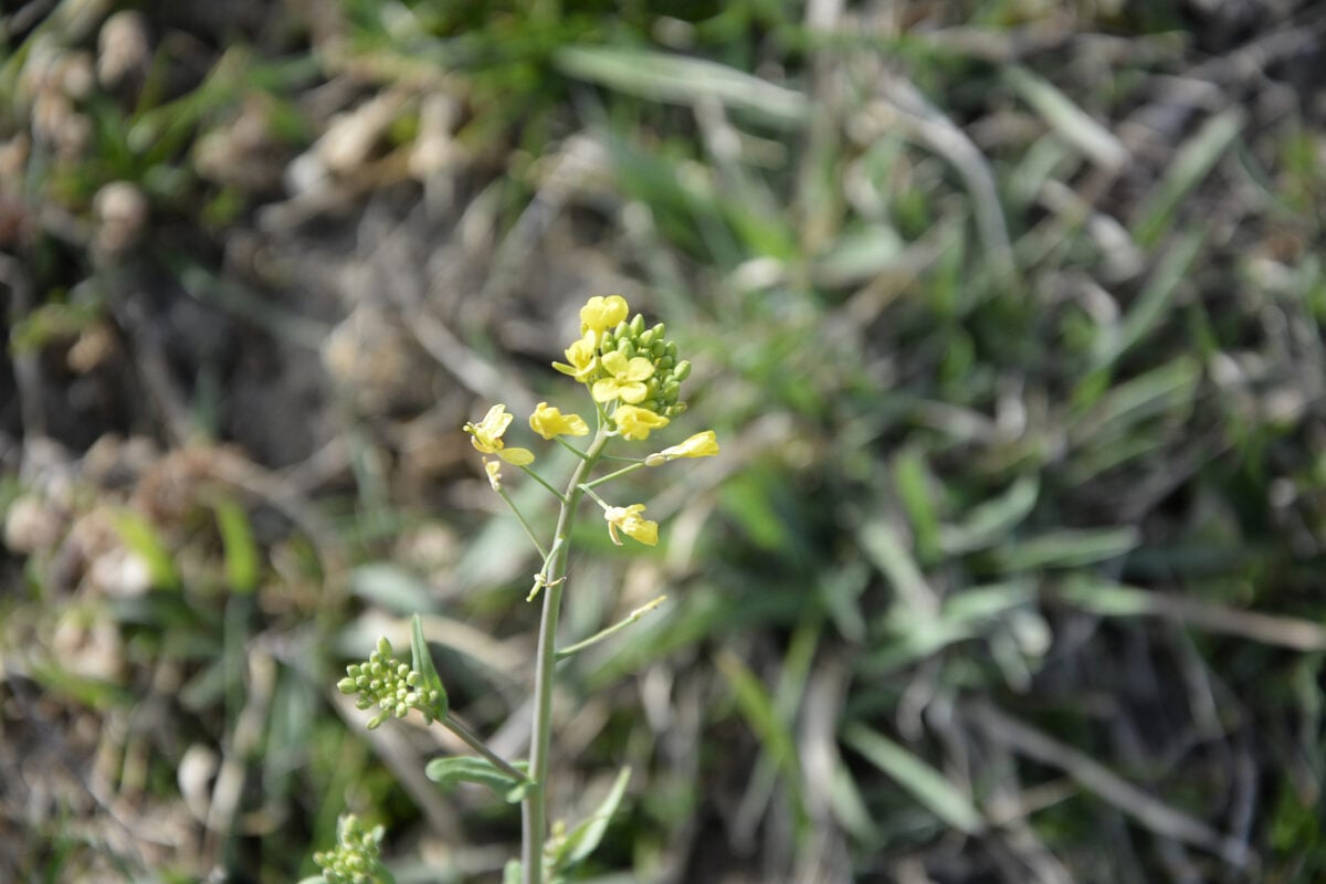 Brassica rapa subsp. campestris