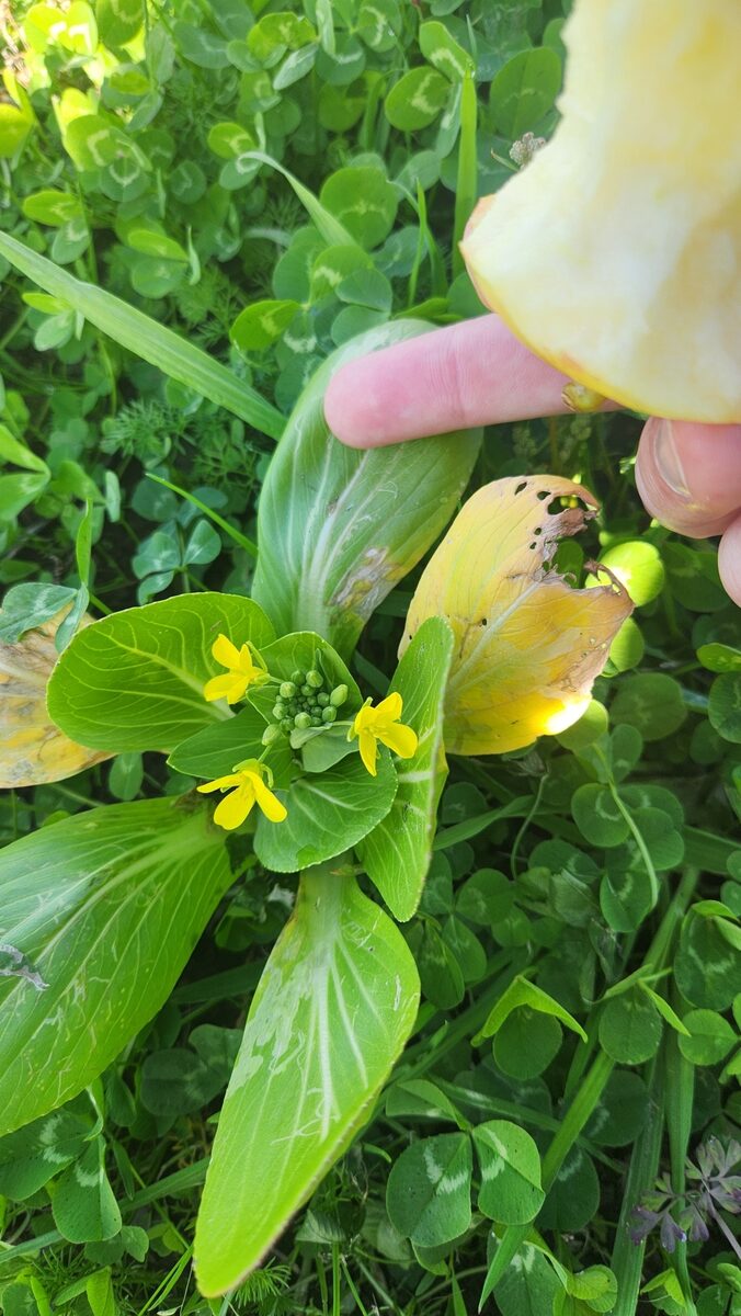 Brassica rapa subsp. chinensis