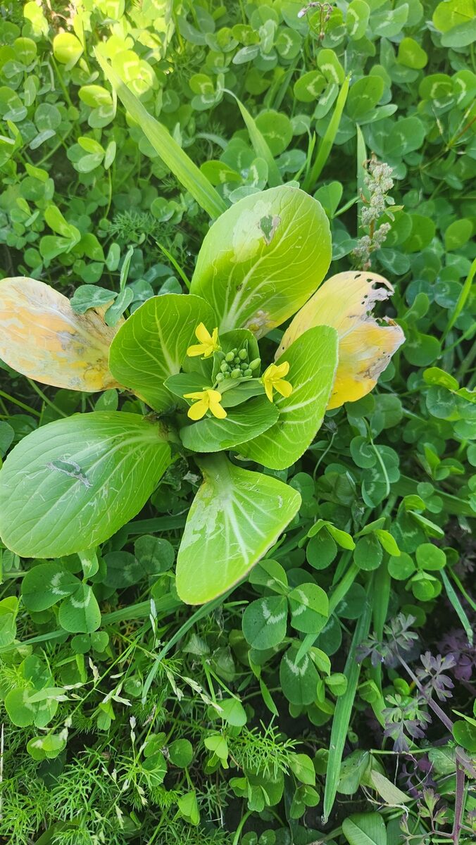 Brassica rapa subsp. chinensis (Bok-choy Celery cabbage) — photo