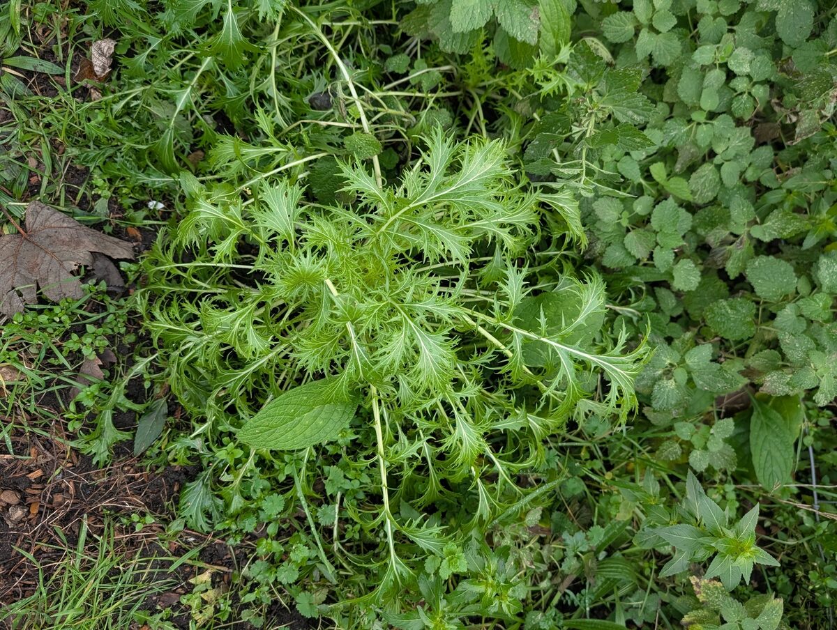 Brassica rapa subsp. nipposinica (Mibuna) — photo