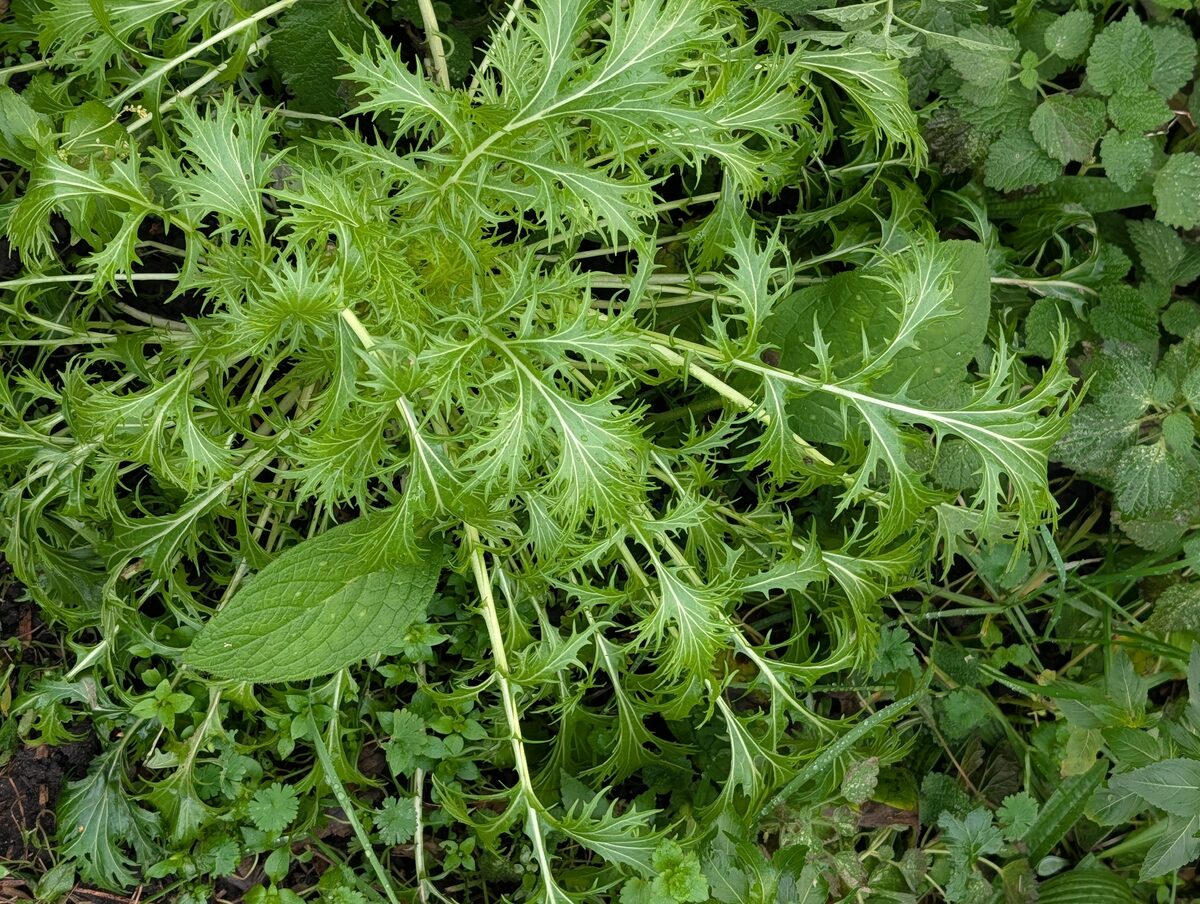 Brassica rapa subsp. nipposinica (Mibuna) — photo
