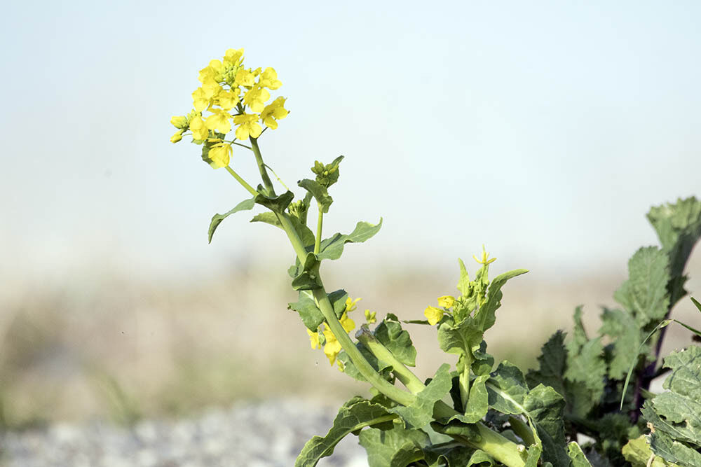 Brassica rapa subsp. oleifera (Biennial turnip rape) — photo