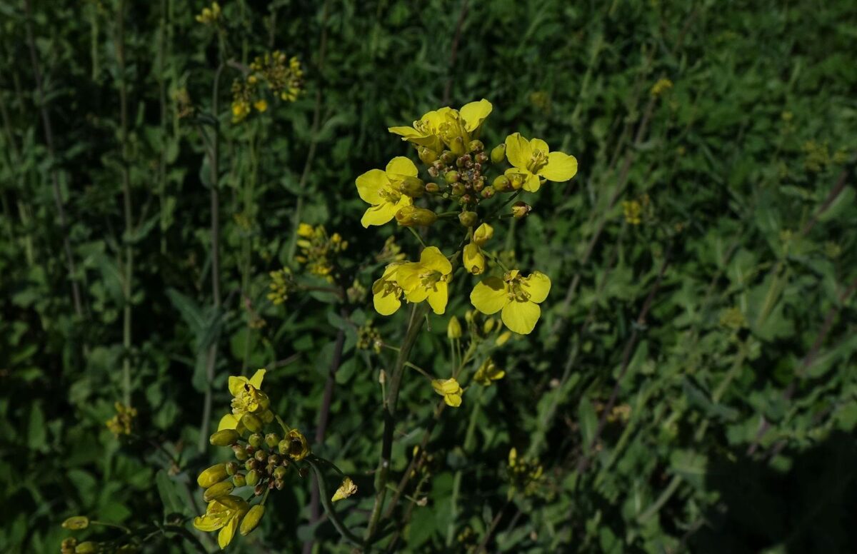 Brassica rapa subsp. oleifera (Biennial turnip rape) — photo