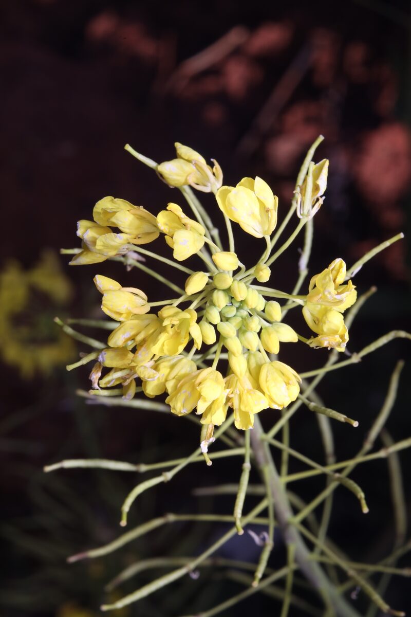 Brassica rapa subsp. oleifera