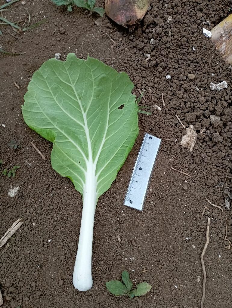 Brassica rapa subsp. pekinensis (Pe Tsai) — photo