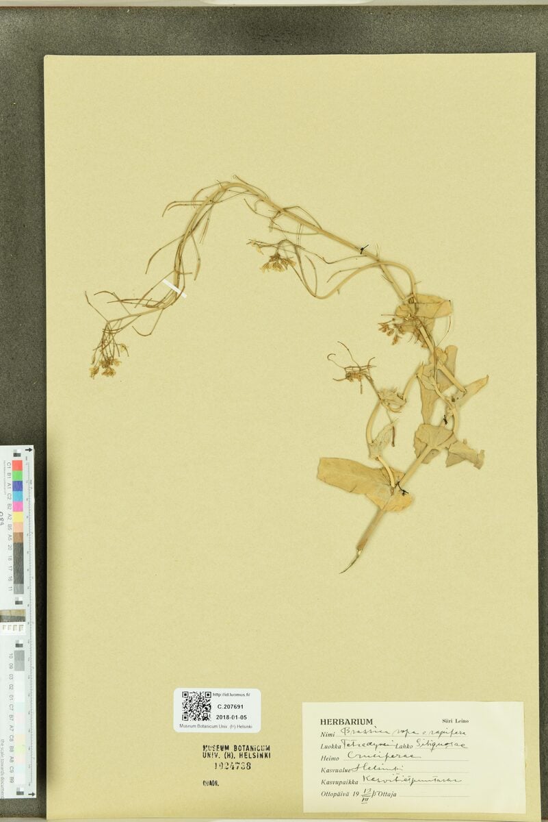 Brassica rapa subsp. rapifera